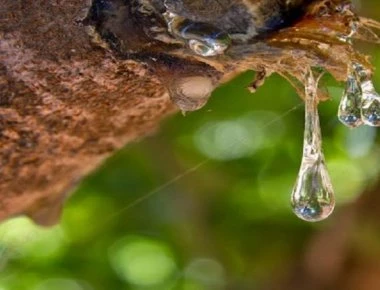 Mαστιχόδενδρο: To θαύμα της φύσης με τις 70 θεραπευτικές ιδιότητες!